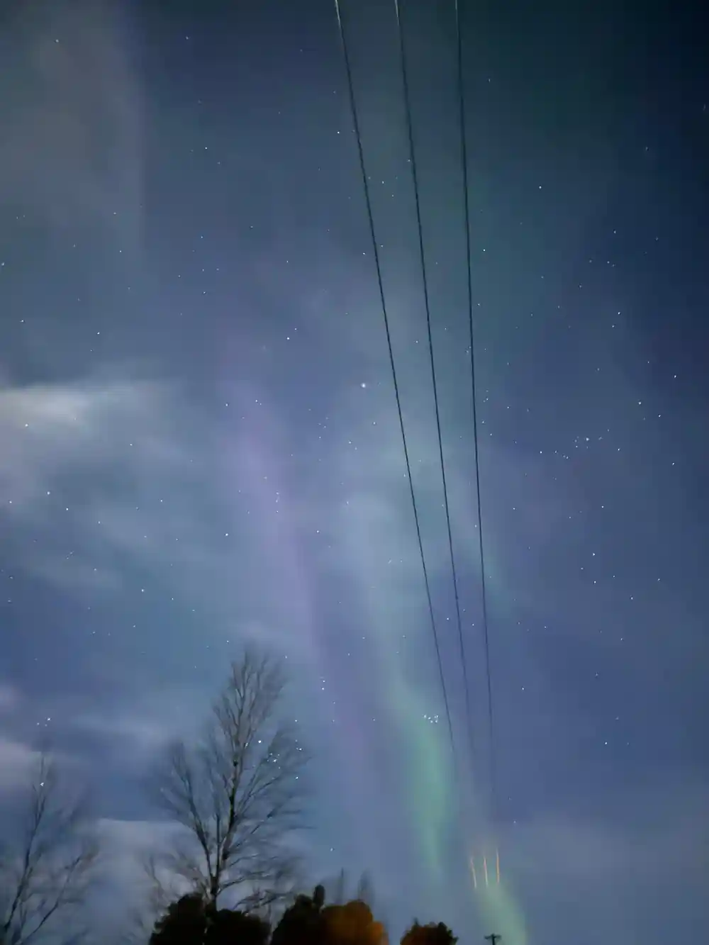 Aurora above bare trees and power lines at night