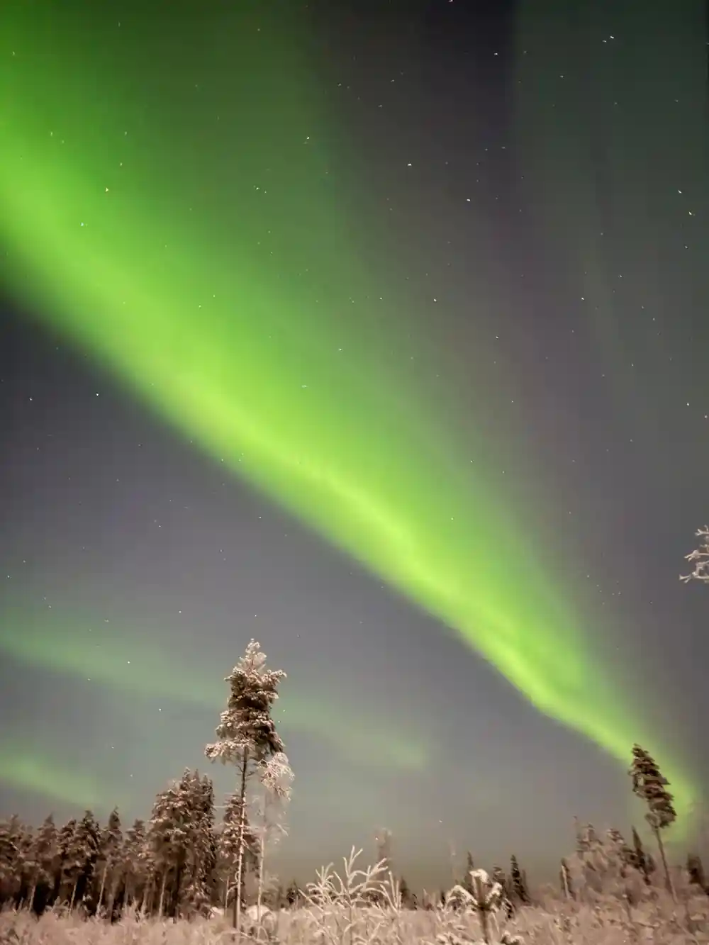 Aurora borealis arc above frosted forest landscape