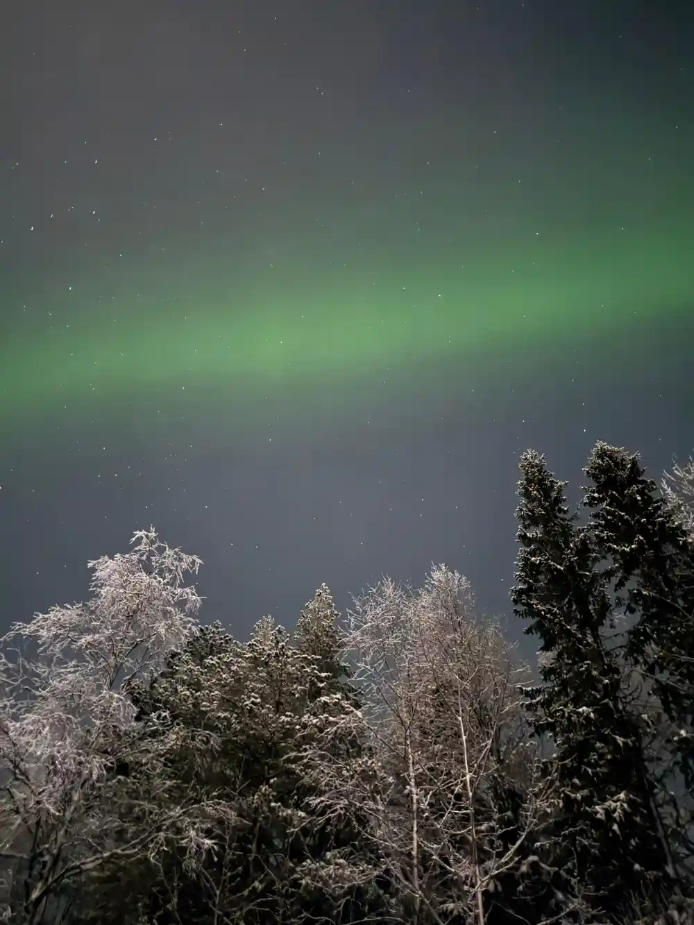 Aurora borealis above frost-covered forest and snowy ground