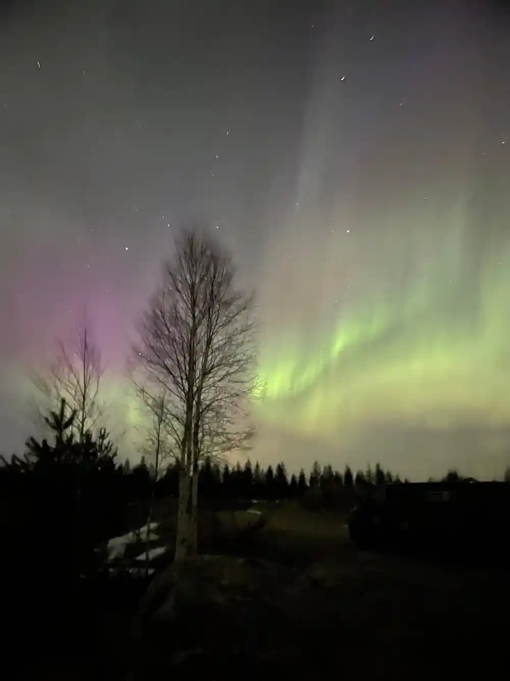 Aurora borealis with pink and green light over bare trees