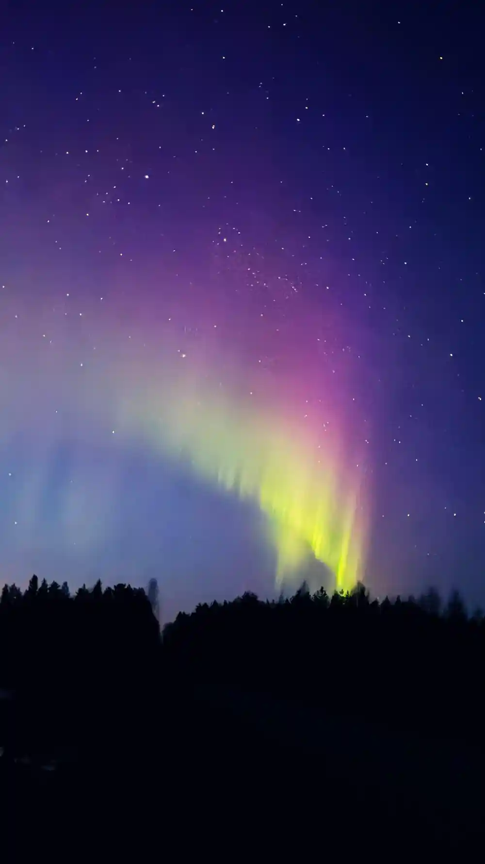 Aurora borealis with purple pink hues above forest
