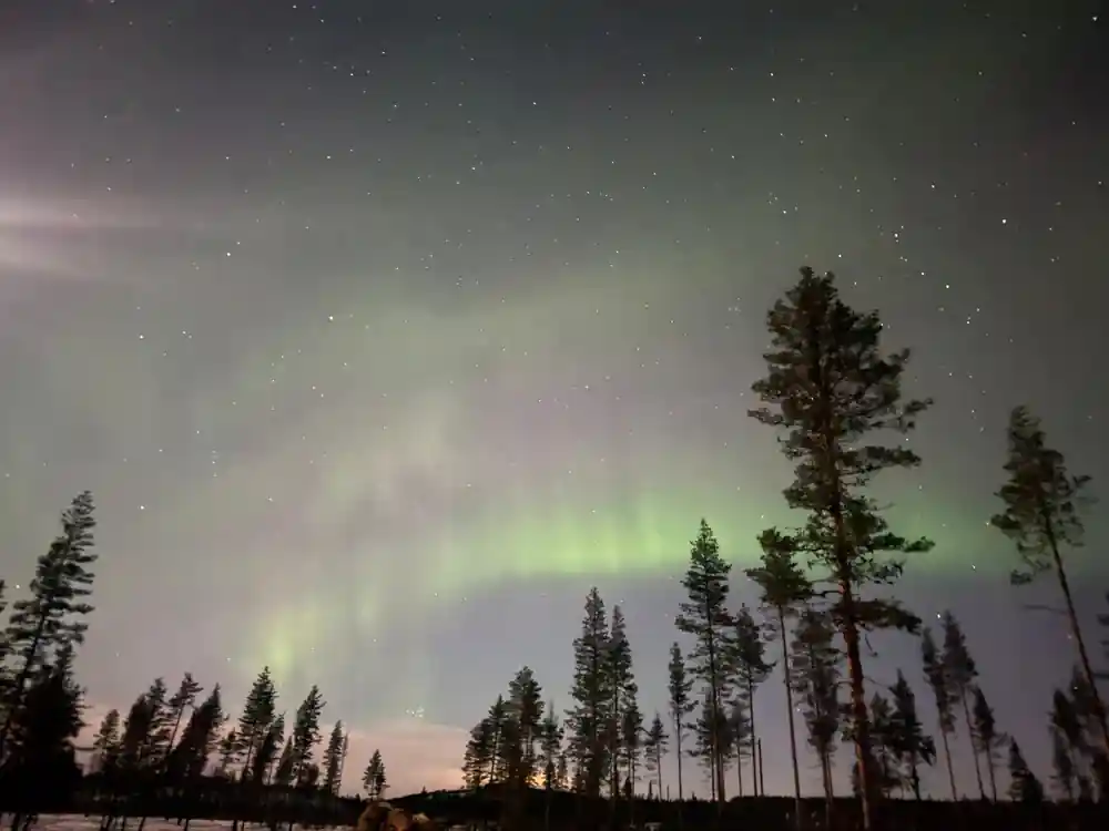 Aurora borealis over snowy landscape with pine trees