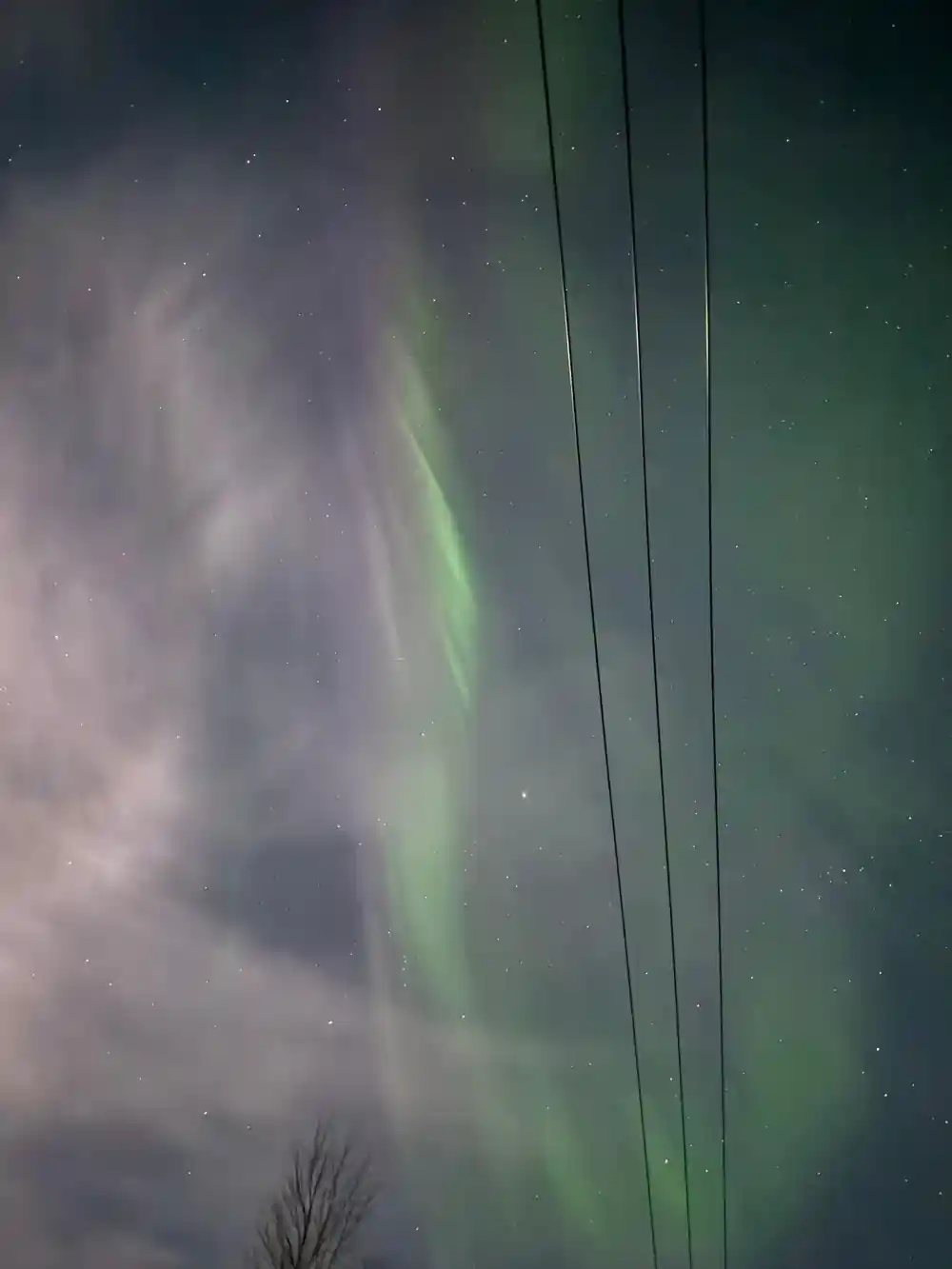 Aurora above trees and power lines with road lights