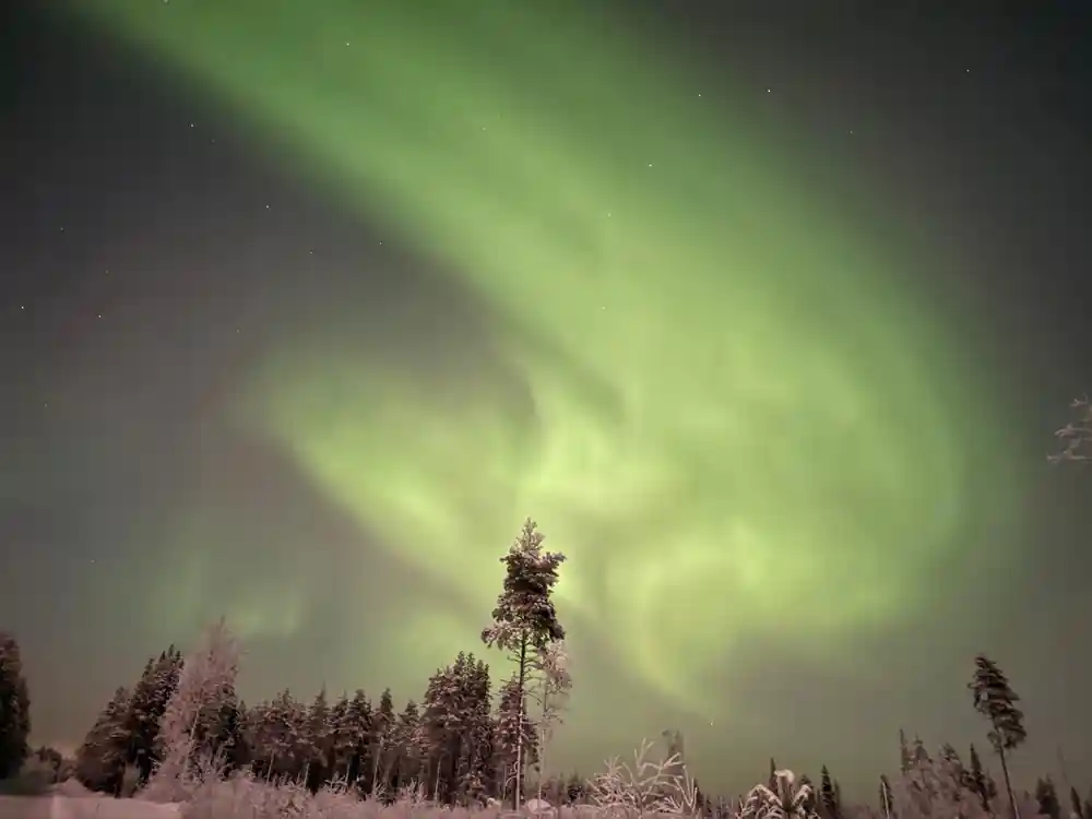 Bright green aurora above single tall tree in snow