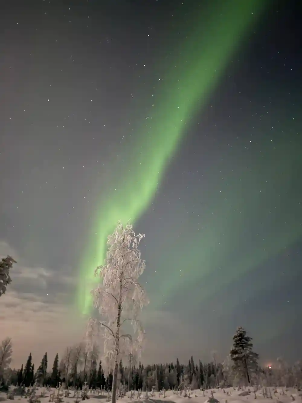 Green aurora beam above frosted birch tree in snow