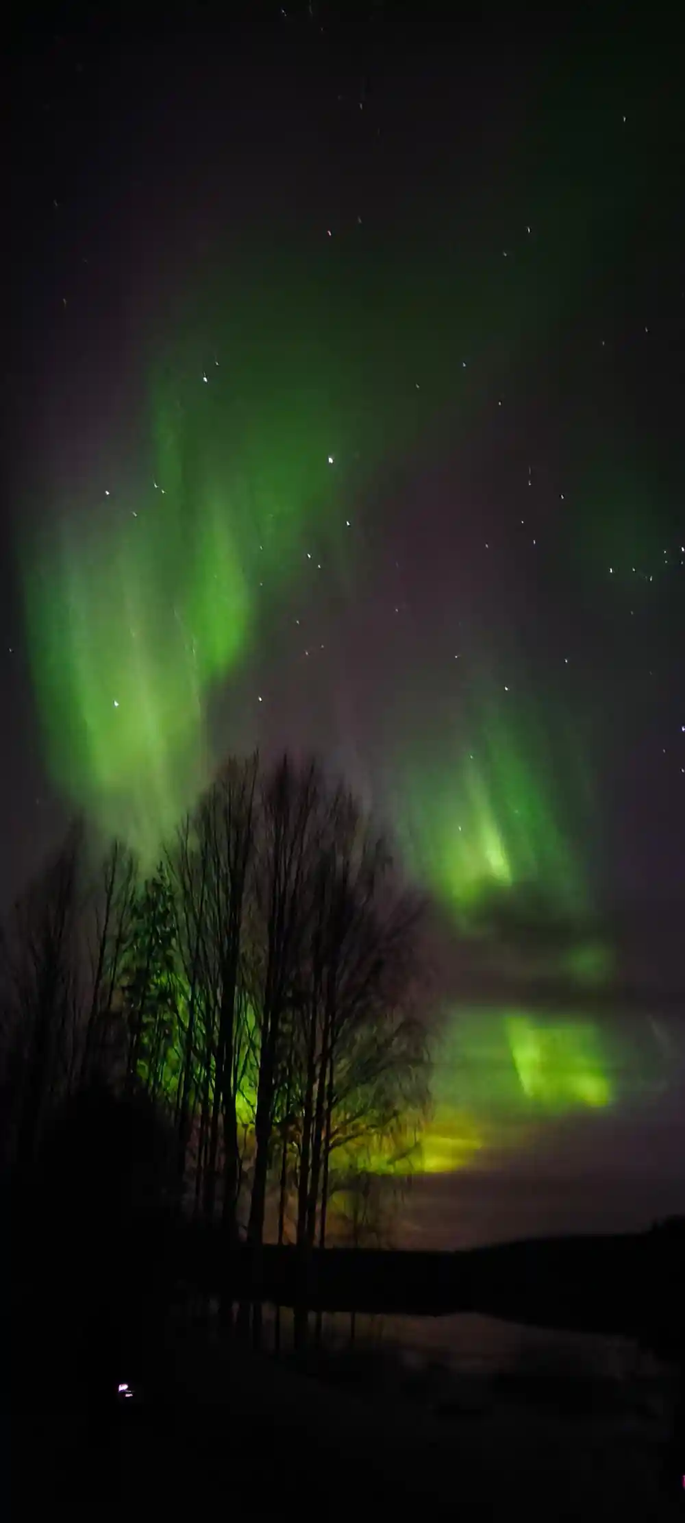 Green aurora above birch trees and water at dusk