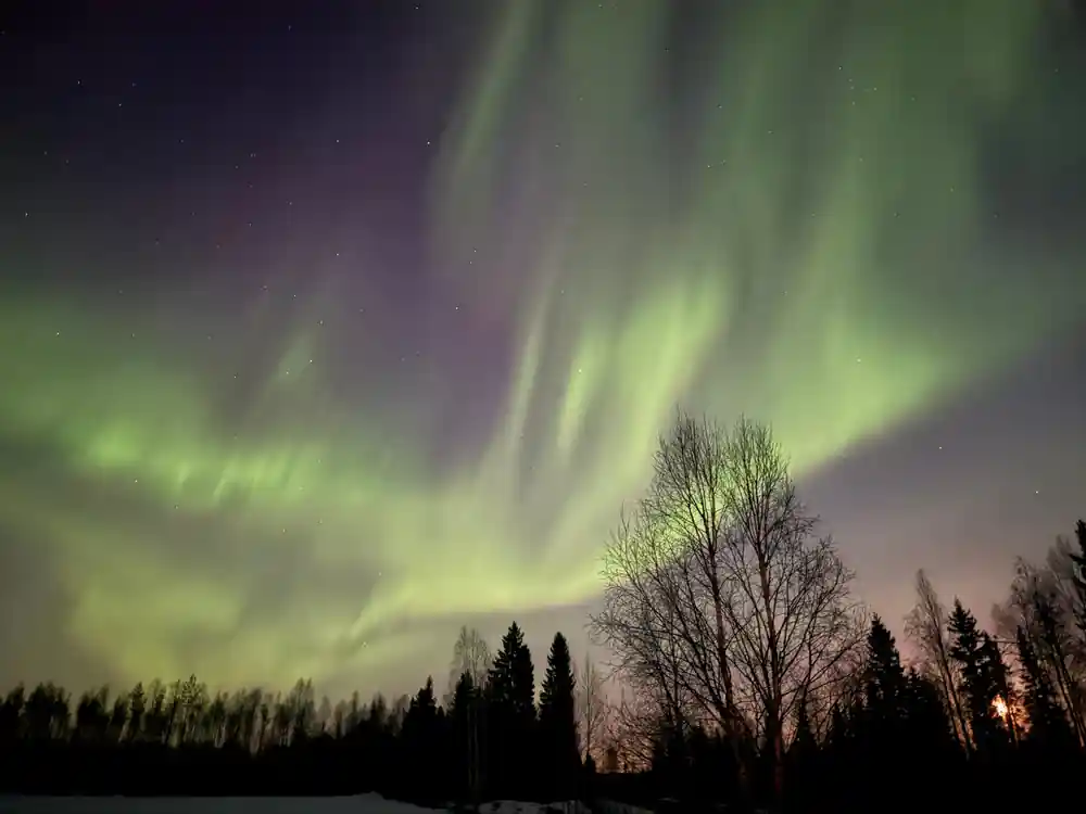 Green aurora above forest treeline at dusk