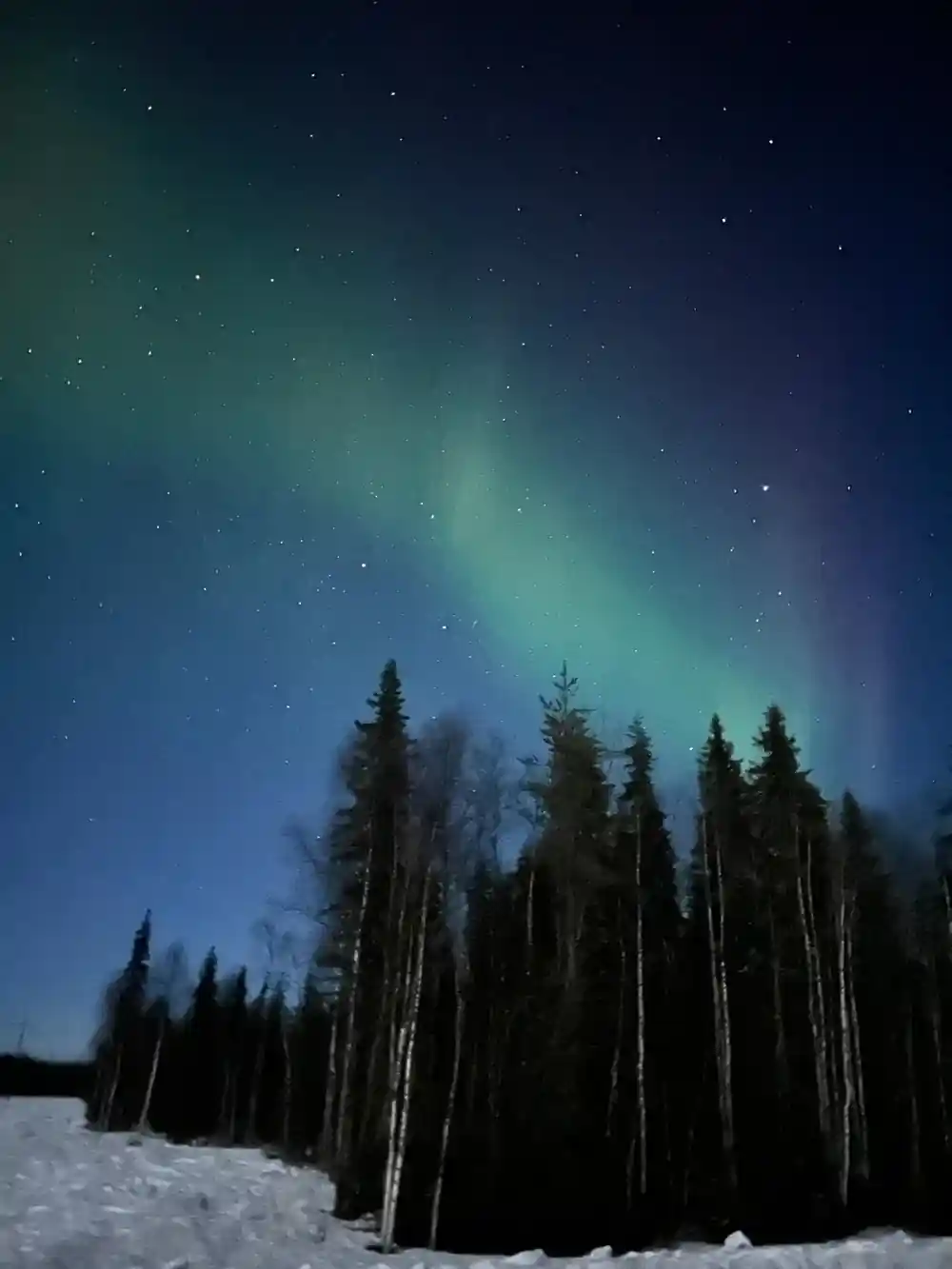Green aurora above snow and trees at dusk