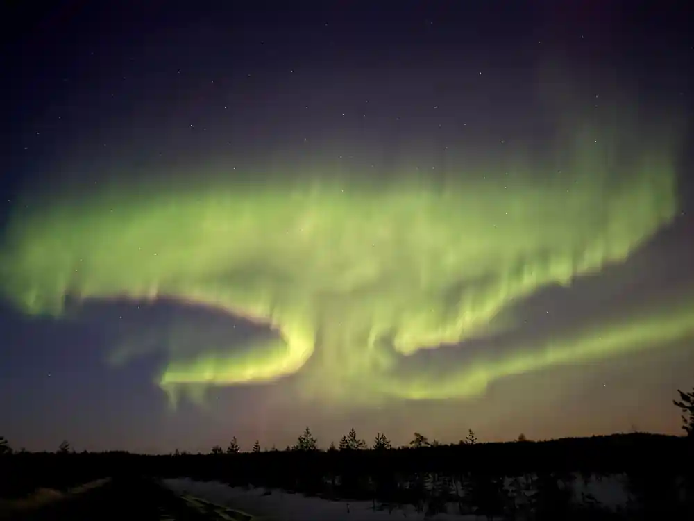 Green and blue aurora above dense forest silhouette