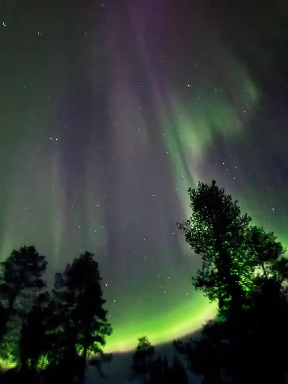 Green and purple aurora with vertical rays above dark forest