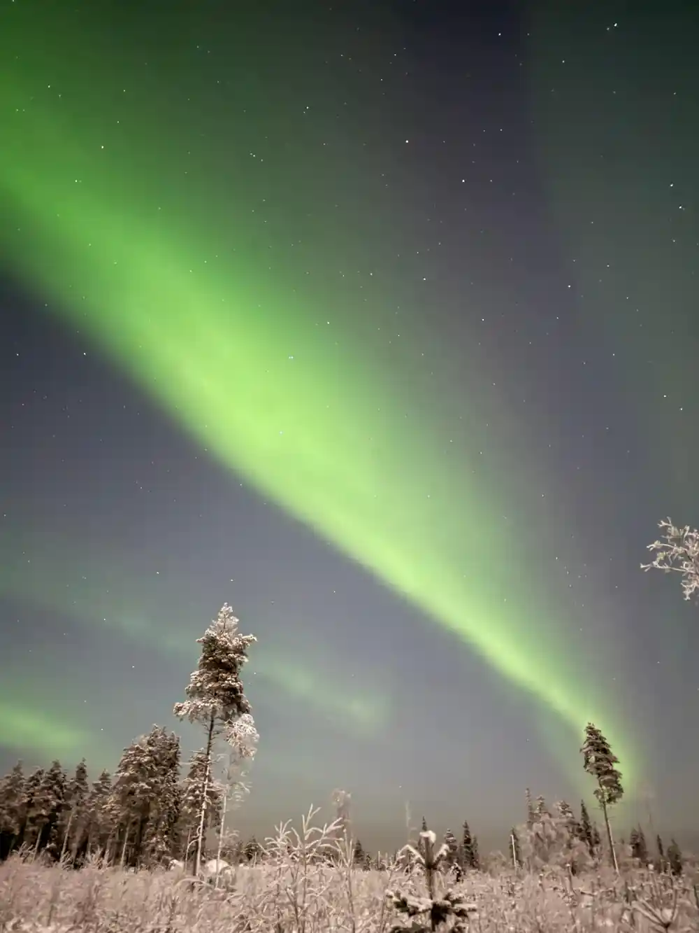 Purple and green aurora above dark treeline silhouette