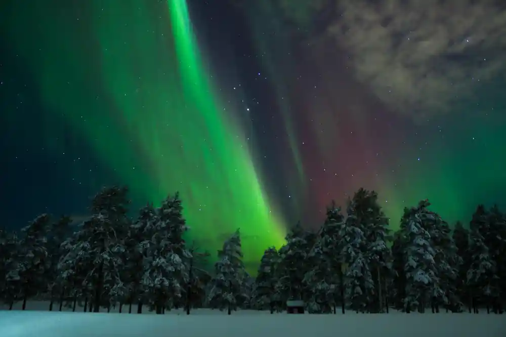 Snow-covered forest with bright green aurora above