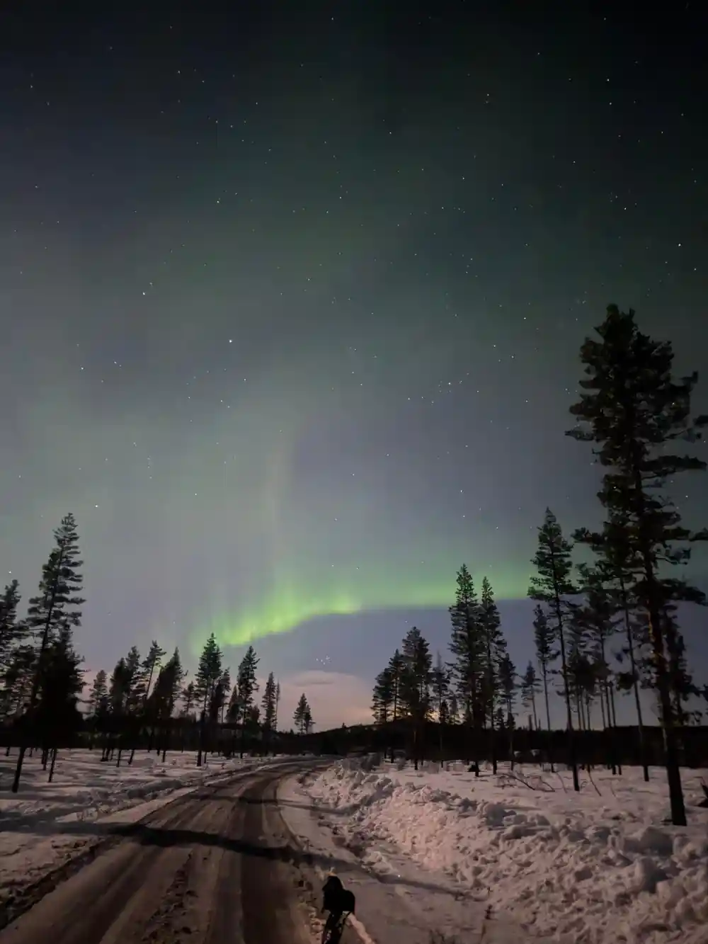 Snow-covered road beneath aurora borealis and forest